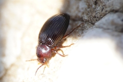 Catomus