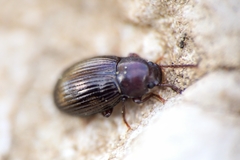 Catomus