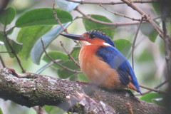 Corythornis vintsioides