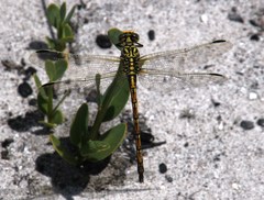 Ceratogomphus pictus