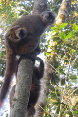 Eulemur rufifrons