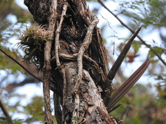 Trichocentrum cebolleta