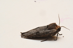 Xylena thoracica