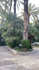Chamaerops humilis