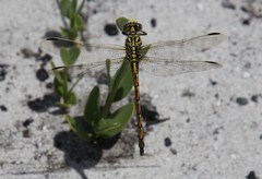 Ceratogomphus pictus