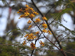 Trichocentrum cebolleta