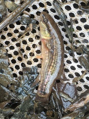Umbra pygmaea