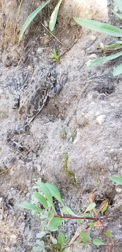 iNaturalist observation photo of Yosemite Toad
