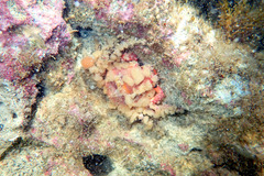 Schizophrys rufescens