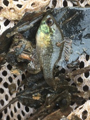 Enneacanthus gloriosus