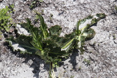 Lichtensteinia lacera