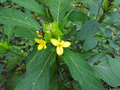 Barleria oenotheroides