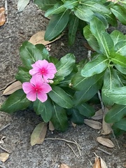 Catharanthus roseus