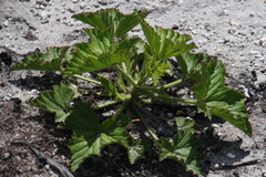 Pelargonium cucullatum strigifolium