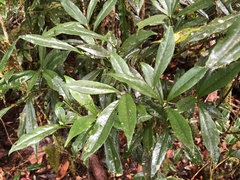 Symplocos wikstroemiifolia