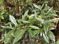 Symplocos wikstroemiifolia