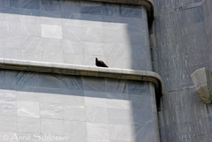 Cathartes aura