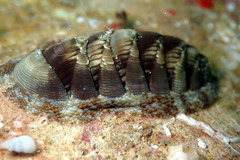 Rhyssoplax torriana