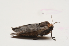 Xylena thoracica
