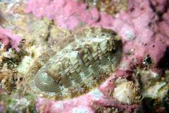 Rhyssoplax torriana