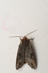 Xylena thoracica