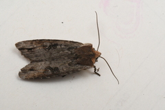 Xylena thoracica