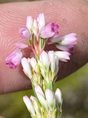 Erica articularis