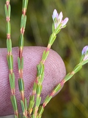 Erica articularis
