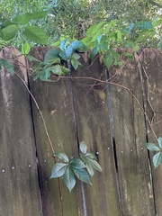 Parthenocissus quinquefolia