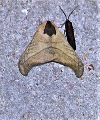 Hylesia scortina