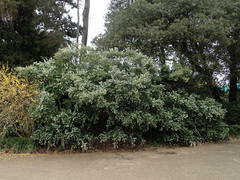Osmanthus × burkwoodii
