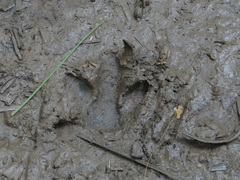 Hydrochoerus hydrochaeris