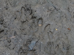 Hydrochoerus hydrochaeris