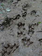 Hydrochoerus hydrochaeris