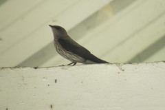 Phedina borbonica