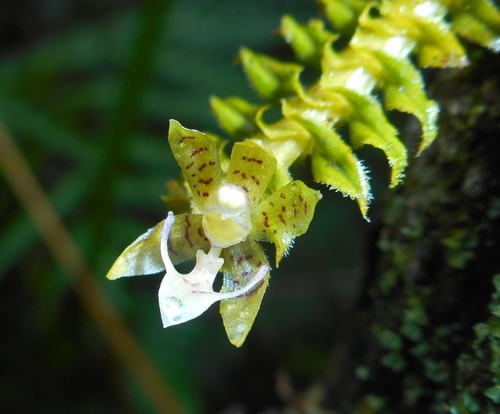 Image of Dichaea hystricina by (c) J. L. Gómez-Hechavarría, some rights reserved (CC BY)
