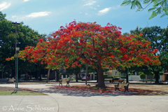 Delonix regia