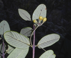 Rhamnidium ellipticum