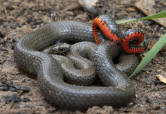 Diadophis punctatus similis