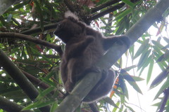 Prolemur simus
