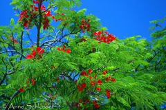 Delonix regia