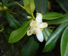 Gordonia moaensis