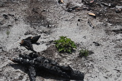 Pelargonium cucullatum strigifolium