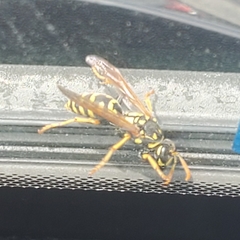 Polistes dominula