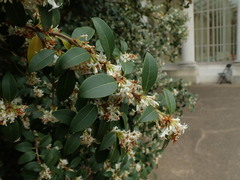 Osmanthus × burkwoodii