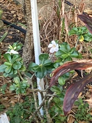 Catharanthus roseus