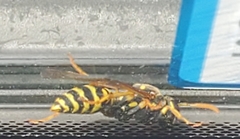 Polistes dominula