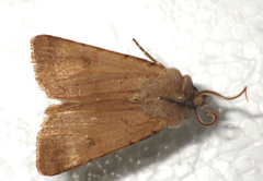 Agrotis cinerea