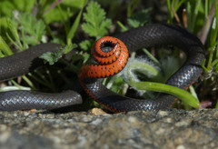 Diadophis punctatus similis