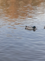 Anas platyrhynchos